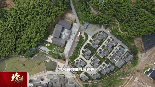 绿色大湾村 红色旅游与茶香迎客，绘就特色发展新画卷